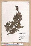 Litsea hypophaea Hayata pl(׾)
