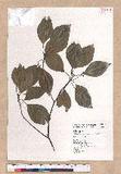 Cinnamomum micranthum (Hayata) Hayata N