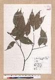 Pasania glabra (Thunb.) Oerst. luR