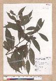 Cinnamomum insulari-montanum Hayata s׮(xW׮)
