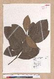 Litsea akoensis Hayata ̪Fl