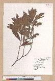 Litsea hypophaea Hayata pl(׾)