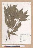 Pasania hancei (Benth.) Schott. var. ternaticupula (Hayata) Liao TR