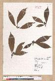 Litsea elongata (Wall. ex Nees) Benth. et Hook. f. var. mushaensis (Hayata) J. C. Liao l
