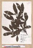 Litsea elongata (Wall. ex Nees) Benth. et Hook. f. var. mushaensis (Hayata) J. C. Liao l