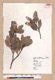 Pasania formosana (Skan) Schott. OW_
