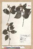 Neolitsea sericea (Blume) Koidz. շsl