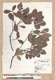 Machilus obovatifolia (Hayata) Kanehira & Sasaki ˧Z