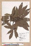 Litsea elongata (Wall. ex Nees) Benth. et Hook. f. var. mushaensis (Hayata) J. C. Liao l