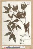 Neolitsea acuminatissima (Hayata) Kanehira et Sasaki ssl