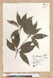 Neolitsea sericea (Blume) Koidz. շsl