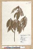 Neolitsea aciculata (Blume) Koidz. Usl