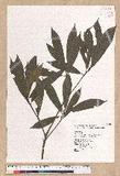 Litsea elongata (Wall. ex Nees) Benth. et Hook. f. var. mushaensis (Hayata) J. C. Liao l