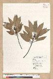 Neolitsea sericea (Blume) Koidz. var. aurata (Hayata) Hatusima sl