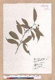 Cinnamomum macrostemon Hayata J׮