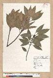 Neolitsea sericea (Blume) Koidz. var. aurata (Hayata) Hatusima sl