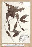 Neolitsea aciculata (Blume) Koidz. var. variabillima (Hayata) J. C. Liao ܸsl