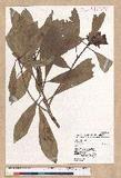Machilus japonica Siebold et Zucc. var. kusanoi (Hayata) Liao j