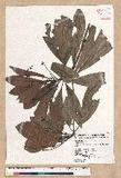 Machilus japonica Siebold et Zucc. var. kusanoi (Hayata) Liao j