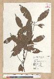 Neolitsea aciculata (Blume) Koidz. var. variabillima (Hayata) J. C. Liao ܸsl