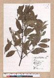 Cinnamomum osmophloeum Kanehira g׮