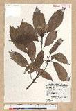 Machilus psendolongifolia Hayata 