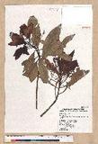 Machilus japonica Siebold et Zucc. var. kusanoi (Hayata) Liao j