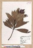 Machilus japonica Siebold et Zucc. var. kusanoi (Hayata) Liao j