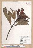 Machilus japonica Siebold et Zucc. var. kusanoi (Hayata) Liao j