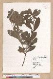 Litsea hypophaea Hayata pl(׾)
