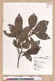 Litsea elongata (Wall. ex Nees) Benth. et Hook. f. var. mushaensis (Hayata) J. C. Liao l