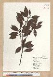 Neolitsea acuminatissima (Hayata) Kanehira et Sasaki ssl