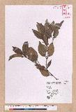 Cinnamomum sp.