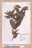Cinnamomum sp.