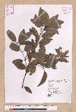 Cinnamomum sp.