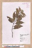 Cinnamomum sp.