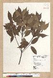 Neolitsea acuminatissima (Hayata) Kanehira et Sasaki ssl
