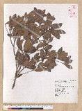 Machilus obovatifolia (Hayata) Kanehira & Sasaki ˧Z