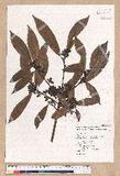 Litsea elongata (Wall. ex Nees) Benth. et Hook. f. var. mushaensis (Hayata) J. C. Liao l