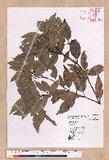 Cinnamomum sp.