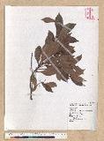 Machilus obovatifolia (Hayata) Kanehira & Sasaki ˧Z