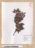 Machilus obovatifolia (Hayata) Kanehira & Sasaki ˧Z