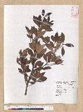 Machilus obovatifolia (Hayata) Kanehira & Sasaki ˧Z