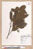 Litsea elongata (Wall. ex Nees) Benth. et Hook. f. var. mushaensis (Hayata) J. C. Liao l