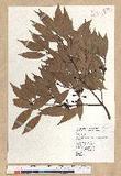 Neolitsea acuminatissima (Hayata) Kanehira et Sasaki ssl