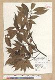 Neolitsea acuminatissima (Hayata) Kanehira et Sasaki ssl