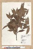 Neolitsea acuminatissima (Hayata) Kanehira et Sasaki ssl