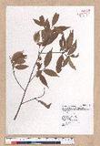 Cinnamomum subavenium Miq. Ӹ()