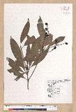 Machilus japonica Siebold et Zucc. 饻()