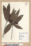Machilus zuihoensis Hayata 